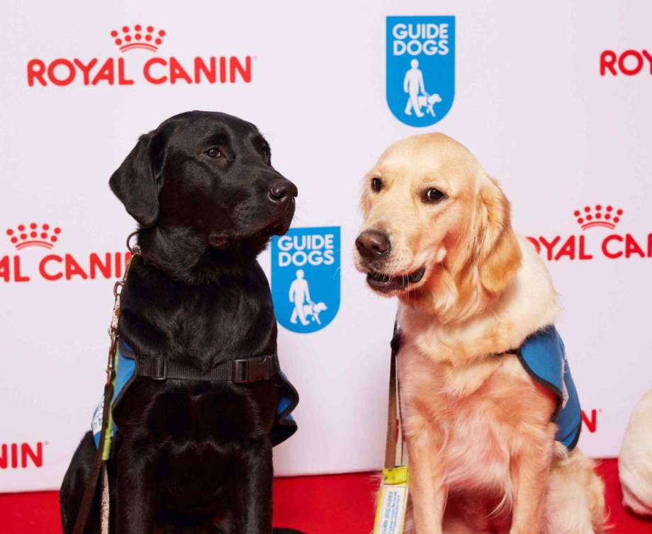 Guide Dogs Awards 2015 004