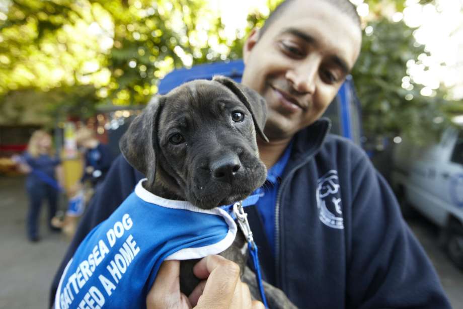 May13Th Battersea Dogs Cats Pop Up Tea Party